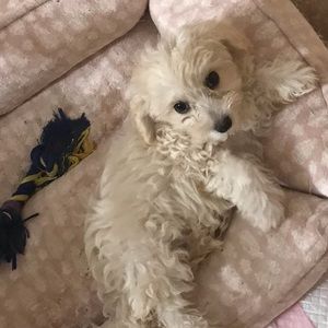 Meet your Posher, Ingrid